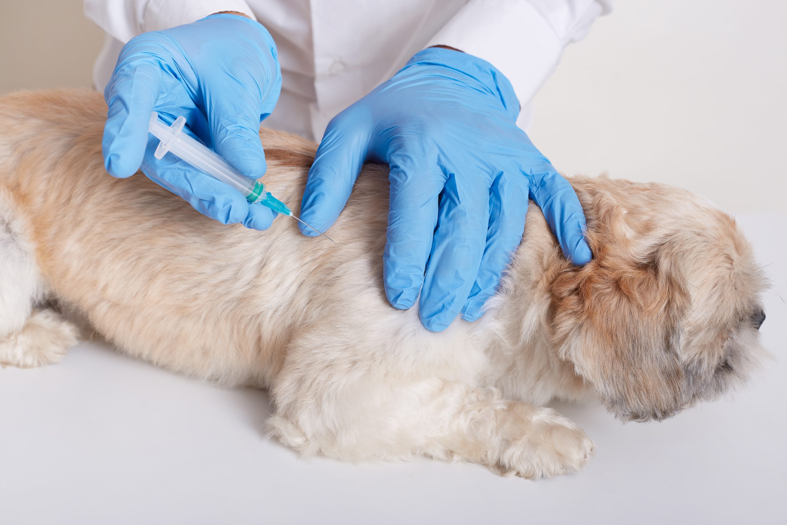 Prévention & Vaccinations VET A LA MAISON